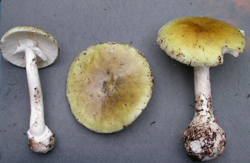 Death Cap Mushroom Identification