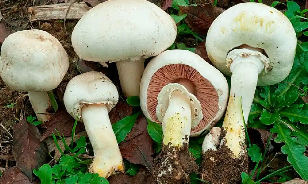 Agaricus xanthodermus - Garden Mushroom Identification