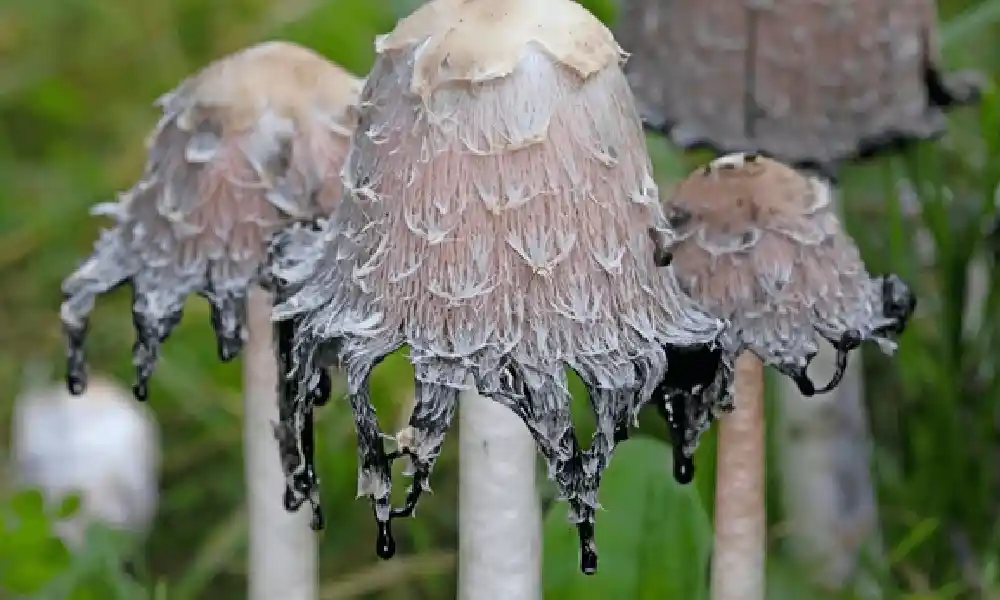 Garden Mushrooms