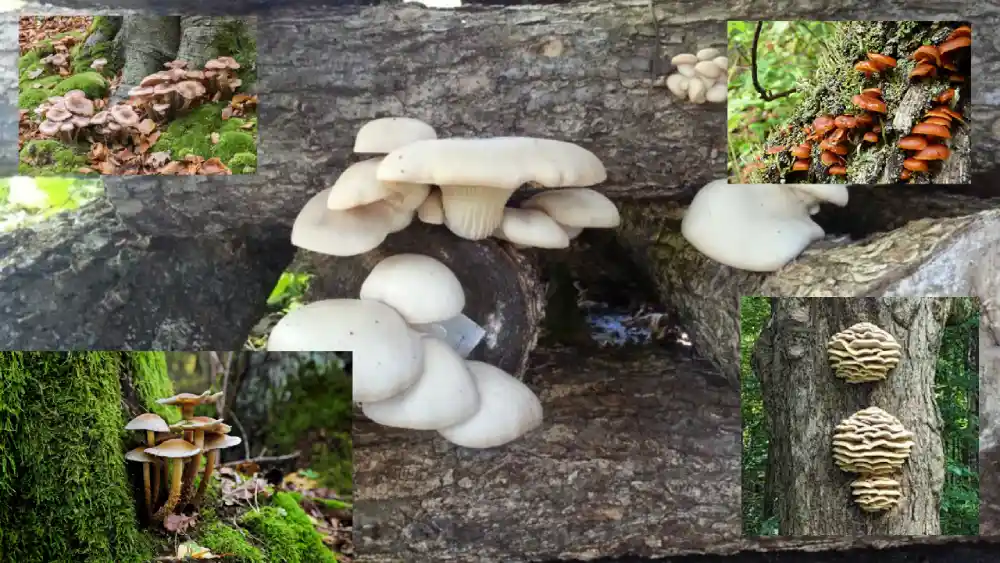 tree mushroom identification Guide