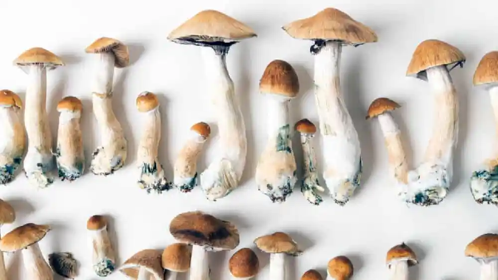 Psychedelic Mushroom Identification