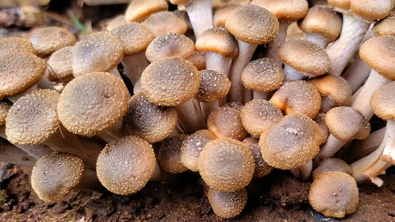 Brown Mushroom Identification Guide