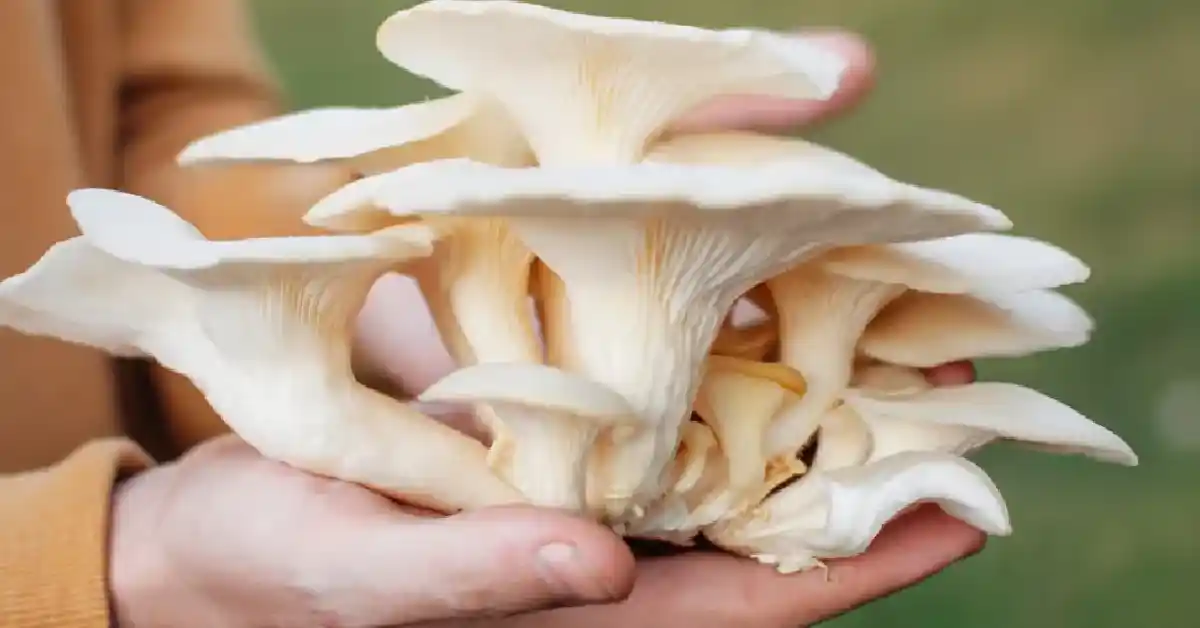 Oyster Mushroom Identification Guide